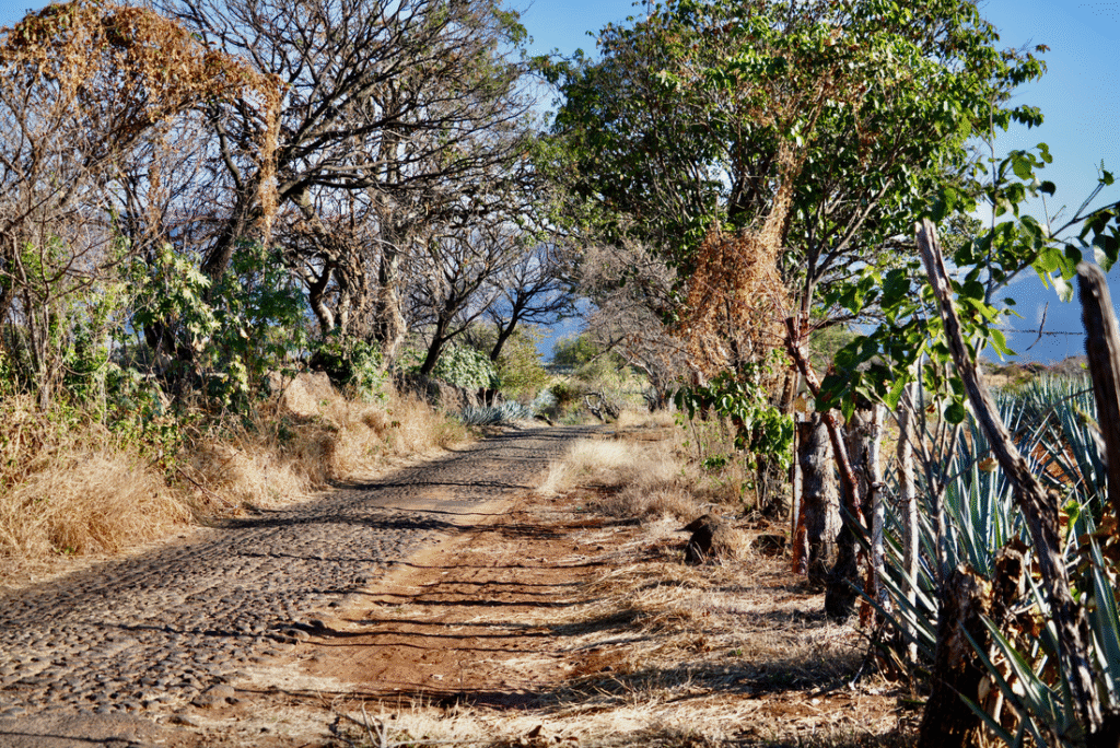 Path through agave fields, a unique wine country getaway.