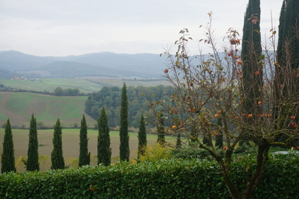 View of Altesino vineyards featuring Sangiovese Grosso grapes in Montalcino
