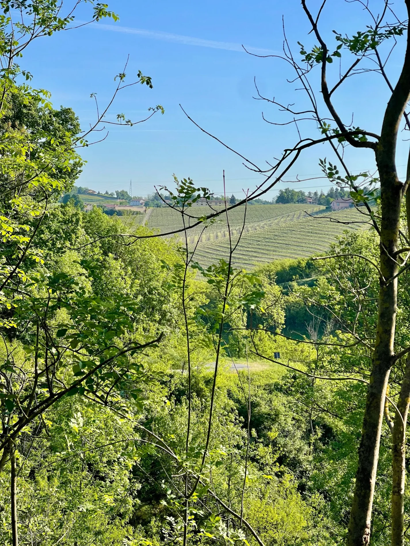 Piedmont vineyard landscape framed by green trees under a clear blue sky, showing rolling hills and distant buildings.