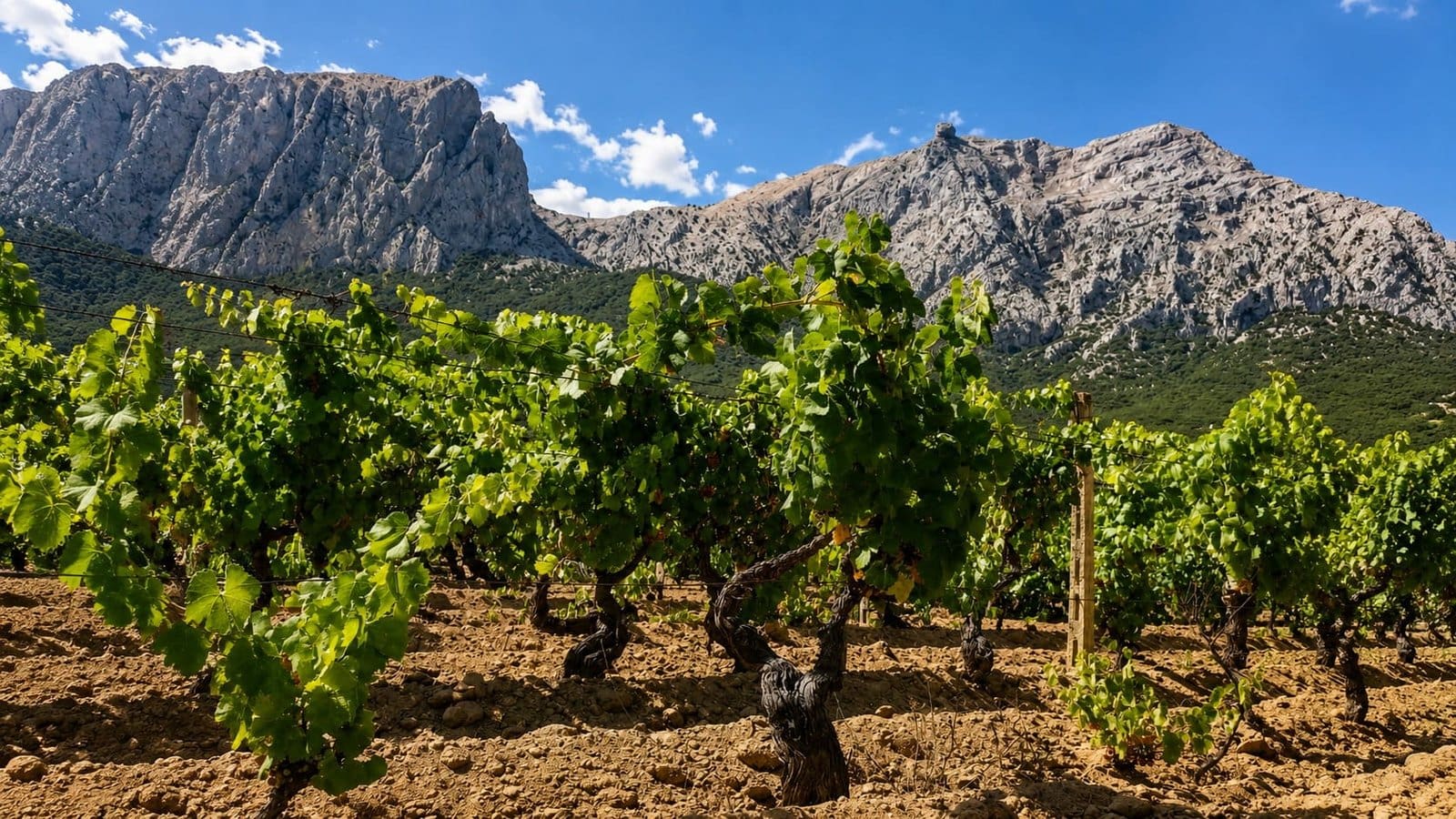 Green grapevines in a Cannonau vineyard in Sardinia. Rugged grey mountains rise under a bright blue sky.