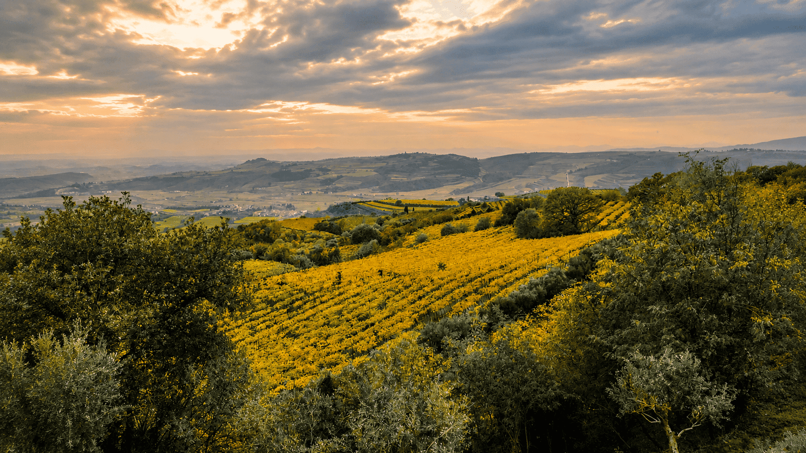 Rolling Hills and Golden Vineyards, Veneto