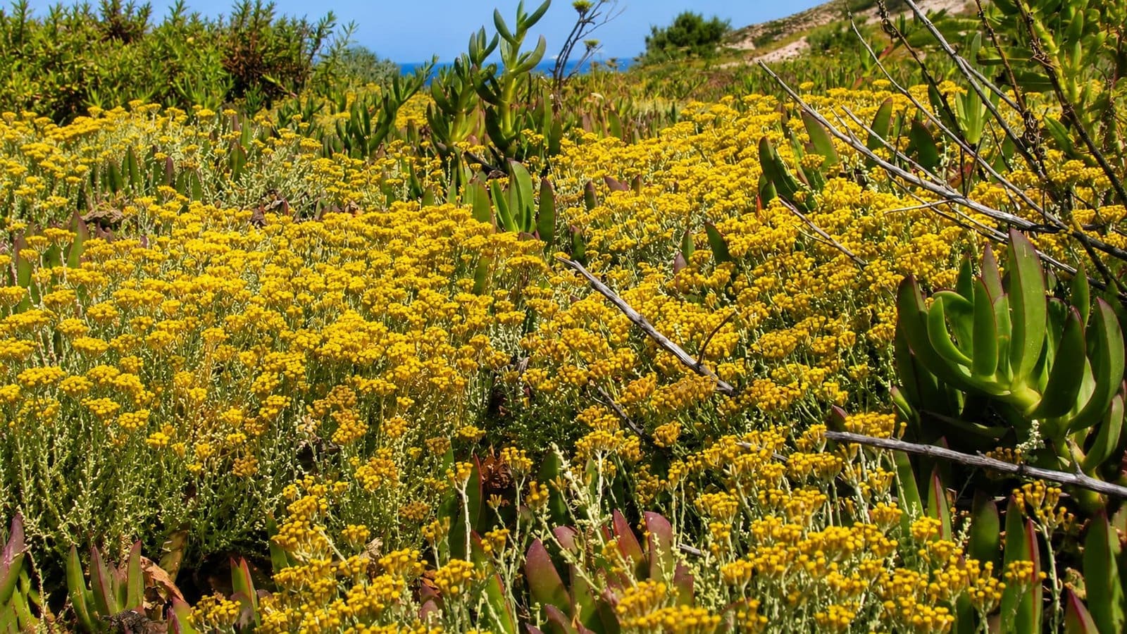 Field of bright yellow wild Mediterranean flowers and green succulents in Sardinia under a blue sky.