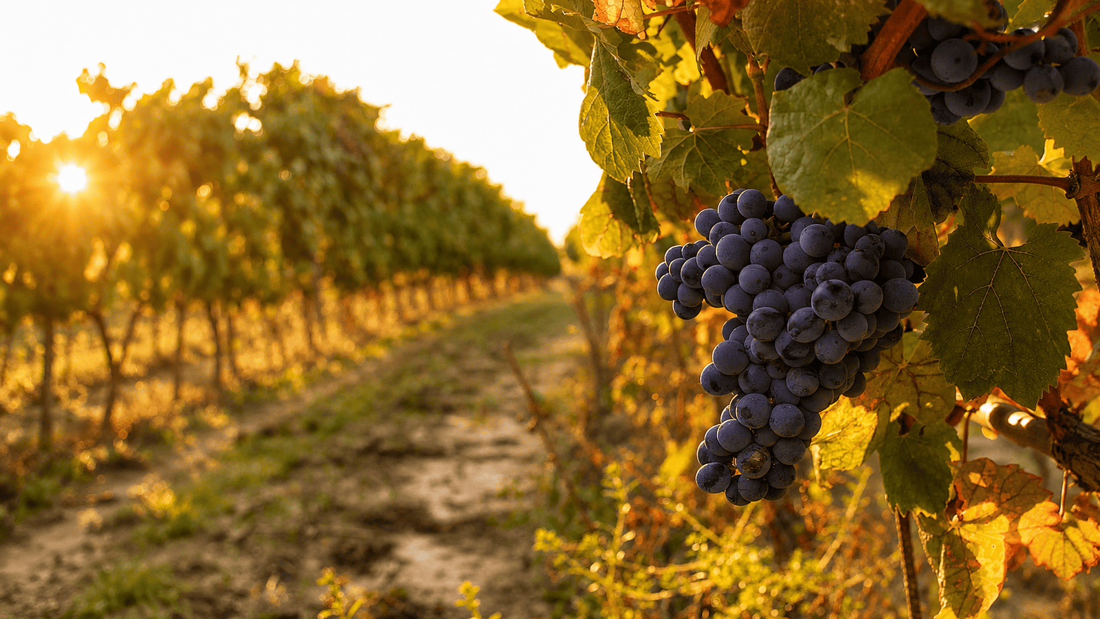 Ripe purple grapes hang on a vine in a sunlit vineyard, with golden light in the background in Sardinia.