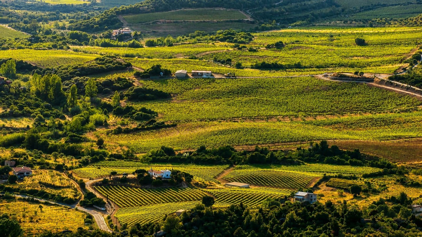 Aerial view of lush green vineyards and scattered houses across rolling hills near Usini, Sardinia.
