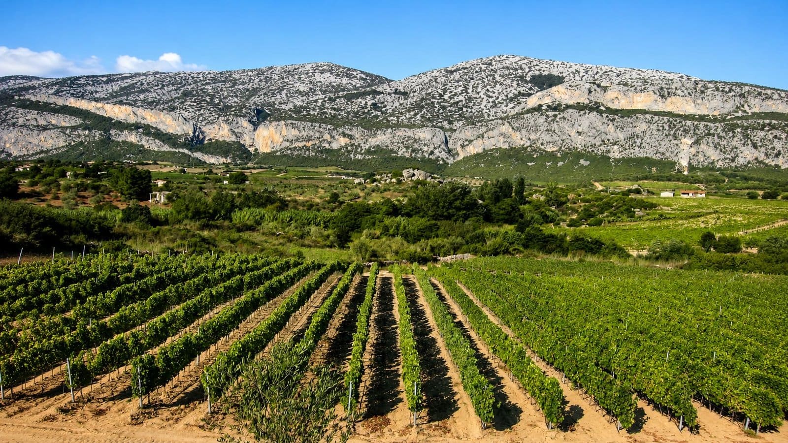 Green vineyards in the Oliena valley, Sardinia, with rugged mountains and a clear blue sky in the background.