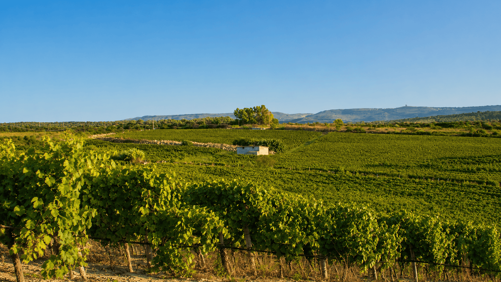 Panoramic view of vibrant green vineyards in the Oristano area, Sardinia, with a small building nestled among the vines.