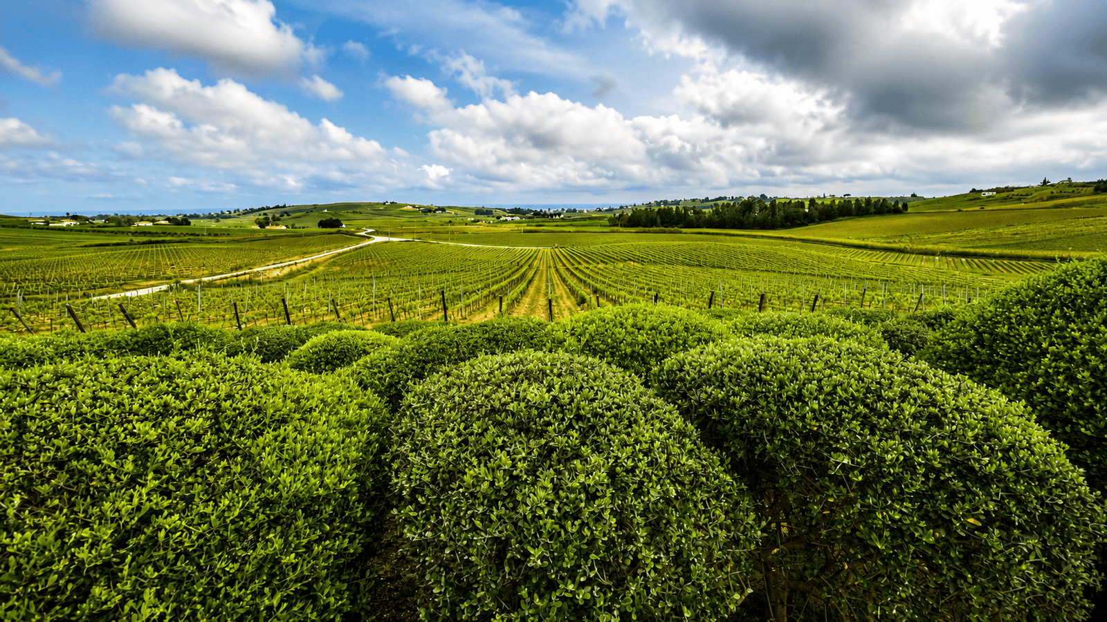 Green vineyard rows stretching across rolling Sicilian hills beneath a cloudy sky.